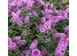 Buddleja Davidii Pink Delight 25-30 Cm Cespuglio Di Farfalle Lilla Estivo - Lilla A Lancia