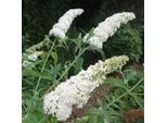 Buddleja Davidii White Profusion 25-30 Cm Cespuglio Di Farfalle Lilla Estivo - Lilla A Lancia