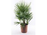 Palma Nana Resistente Di Circa 60 Cm Chamaerops Humilis Una Delle Specie Di Palma Più Tolleranti Al Freddo In Europa