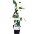 Mini Kiwi Issai 30 Cm - Bacca Di Kiwi Autofruttifera Actinidia Arguta Resistente, Frutti Dolci, Ideale Per Giardino E Balcone