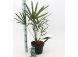 Palma Della Canapa Cinese 70-100 Cm Trachycarpus Fortunei