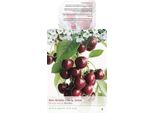 Ciliegio Dolce 'Kordia' 100-120 Cm | Prunus Avium | Albero Da Frutto Pianta Di Ciliegio Per Giardino | A Maturazione Tardiva E Ad Alto Rendimento