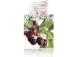 Ciliegio 'Regina' 100-120 Cm Prunus Avium - Autofruttifero, Ad Alto Rendimento E Resistente All'inverno - Ideale Per Giardino E Balcone