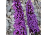 Buddleja Davidii Border Beauty 25-30 Cm Cespuglio Di Farfalle Lilla Estivo - Lancia Lilla
