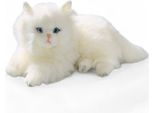 Gatto Carl Dick, Gatto Persiano Bianco Ca. 30Cm 3199 Peluche, Peluche, Animale Di Peluche