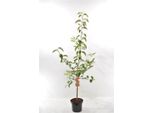 Melo Malus Domestica Jonagold 100-120 Cm In Vaso - Pianta Da Frutto Vigorosa Malus Jonagold