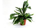 Felce Staghorn Di Circa 35 Cm - Platycerium Bifurcatum Pianta Da Appartamento In Vaso, Pianta Verde Decorativa Da Appendere E Appollaiare Per Interni