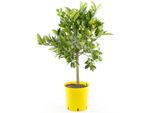 Limequat Italiano Eustis 70-100 Cm - Pianta Di Agrumi, Citrus X Floridana, Ideale Per Giardino E Contenitori
