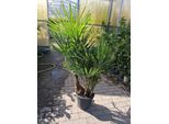 Palma A Fusto Multiplo Trachycarpus Ca. 160 Cm Incl. Vaso - Pianta Esotica Da Appartamento E Da Giardino, Resistente, Elegante Pianta In Vaso