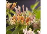 Caprifoglio Sempreverde 60-80 Cm Lonicera Henryi - Caprifoglio Sempreverde, Resistente, Profumato, Ideale Per Giardino E Balcone