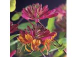 Caprifoglio Vero Lonicera Heckrottii Goldflame 40-60 Cm - Pianta Rampicante Profumata, Perenne Resistente Per Giardino E Balcone