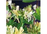 Il Caprifoglio Vero Lonicera Periclymenum Belgica, Noto Anche Come JeläNgerjelieber, è Una Pianta Rampicante Bella E Profumata Che Arricchisce Qualsiasi Giardino