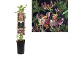Caprifoglio Serotina Lonicera 60-80 Cm - Pianta Rampicante Profumata Resistente Alle Api