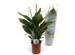 Spathiphyllum 'Bingo Cupido' 80 Cm - Giglio Della Pace A Foglia Singola A Bandiera