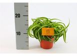 Giglio Verde Chlorophytum Comosum Bonnie 20Cm - Pianta D'appartamento Che Purifica L'aria, Facile Da Curare In Casa E In Ufficio