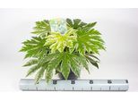 Fatsia Japonica Spiderweb 40 Cm - Aralia Da Interno, Pianta Verde, Facile Da Curare, Pianta Da Appartamento Decorativa, Pianta Da Appartamento Per La Casa