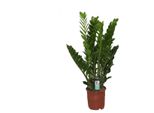 Zamioculcas 80 Cm Zamiifolia Zanzibar Piuma Fortunata Pianta D'appartamento