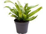 Asplenium 'Antiquum' Circa 25 Cm- Felce Nido - Felce Striata - Pianta Verde
