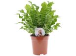 Asplenium Nidus 'Crispy Wave' 30 Cm - Felce Da Nido, Pianta D'appartamento Che Purifica L'aria, Pianta Verde Per La Casa