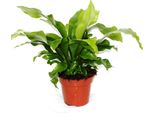 Asplenium Nidus Circa 30 Cm - Felce Da Nido - Pianta D'appartamento Che Purifica L'aria - Pianta Verde