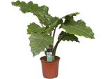 Orecchio Di Elefante Alocasia Portodora 50 Cm - Alocasia Arrowleaf - Grande Pianta Tropicale Da Appartamento