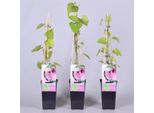 Pipevine Aristolochia Macrophylla - Pianta Rampicante Di 40-60 Cm In Vaso - Pianta Rampicante Resistente Per Schermi Privacy E Pergolati
