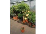 Albero Di Pompelmo Citrus Paradisi 140-180 Cm - Albero Di Agrumi, Pompelmo, Resistente, Pianta In Contenitore Per Patio E Giardino D'inverno