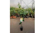 Citrus Limon Lunario Circa 120 Cm - Vero Albero Di Limoni - Limone Quattro Stagioni