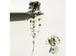 Ceropegia Woodii Silver Glory 15-20 Cm - Pianta Succulenta Da Appartamento - Pianta A Foglia Di Cuore - Pianta Rampicante - Pianta Da Appendere