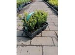 Ilex 'Crenata' 20-25 Cm - Piante Da Siepe Di Agrifoglio Come Sostituto Del Bosso Per Il Giardino E Il Paesaggio