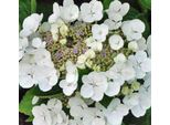 Hydrangea Macrophylla Benxi 20-30 Cm / Vaso 10,5 - Ortensia Dai Magnifici Fiori - Hydrangea Macrophylla