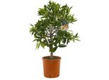 Citrus X ´Kucle` 80-100 Cm - Kumquat X Clementine - Pianta Di Agrumi - Alberi Kucle