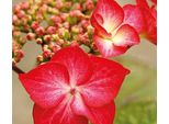 Hydrangea Macrophylla Red Bull 20-30 Cm / Vaso 10,5 - Ortensia Dai Magnifici Fiori - Hydrangea Macrophylla