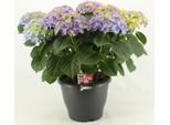 Hydrangea Macrophylla Early Blue 20-30 Cm / Vaso 10,5 - Ortensia Dai Magnifici Fiori