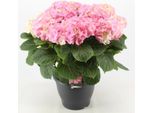 Hydrangea Macrophylla Early Pink 20-30 Cm / Vaso 10,5 - Ortensia Dai Magnifici Fiori