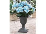 Hydrangea Macrophylla Bavaria 20-30 Cm - Ortensia Contadina Dai Magnifici Fiori In Vaso Da 10,5 Cm