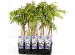 Wisteria Floribunda Naga Noda 60-80 Cm - Pioggia Blu Giapponese, Rampicante Profumato, Fiori Viola, Resistente, Pianta Ornamentale