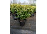Ilex Crenata 'Glorie Gem' 20-25 Cm - 6 Piante Di Agrifoglio Come Sostituto Del Bosso Per Siepi, Giardini E Recinzioni
