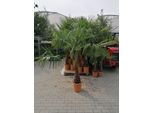 Palma Della Canapa Cinese 160-180 Cm Trachycarpus Fortunei