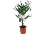 Palma Della Canapa Cinese 100-120 Cm Trachycarpus Fortunei