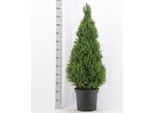 Abete Bianco Picea Glauca 'Conica' Circa 50 Cm In Vaso - Abete Nano Sempreverde Con Crescita Conica Decorativa