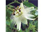 Passiflora Resistente All'inverno Constance Elli 60-70 Cm - Bellezza Esotica - Pianta Rampicante Perenne