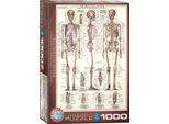 Lo Scheletro Umano Puzzle Da 1000 Pezzi Formato 68X48 Cm