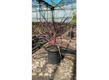 Cordyline Australis Rosa Bicolore 70-80 Cm - Pianta Verde - Giglio Di Club