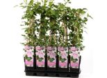 Clematis Pink Fantasy 60-80 Cm Pianta Rampicante