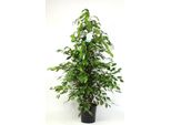 Fico Della Betulla Ficus Benjamina Exotica 130-150 Cm - Pianta D'appartamento Di Facile Manutenzione E Pianta Verde Che Purifica L'aria Per La Casa O L'ufficio