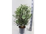 Ulivo Vero 60-80 Cm - Olea Europaea Mediterranea Forma Selvatica In Vaso Ø 20 Cm - Pianta Ornamentale Per Balcone E Terrazzo