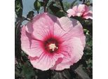 Ibisco Perenne Xxl 'Summer Storm' - Ibisco Gigante, A Fiore Grande, Rosa-Rosa Con Occhio Rosso, Resistente, A Fioritura Continua, Solitario E In Vaso (Vaso Incluso)