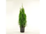Thuja Smaragd Arborvitae Ca. 60 Cm - Paravento Sempreverde, Resistente, A Crescita Densa, Thuja Occidentalis Per Siepi E Giardini