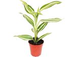 Mini Pianta Dracaena Sanderiana Dragon Tree Ideale Per Ciotole E Bicchieri Di Piccole Dimensioni In Vaso Da 5,5 Cm